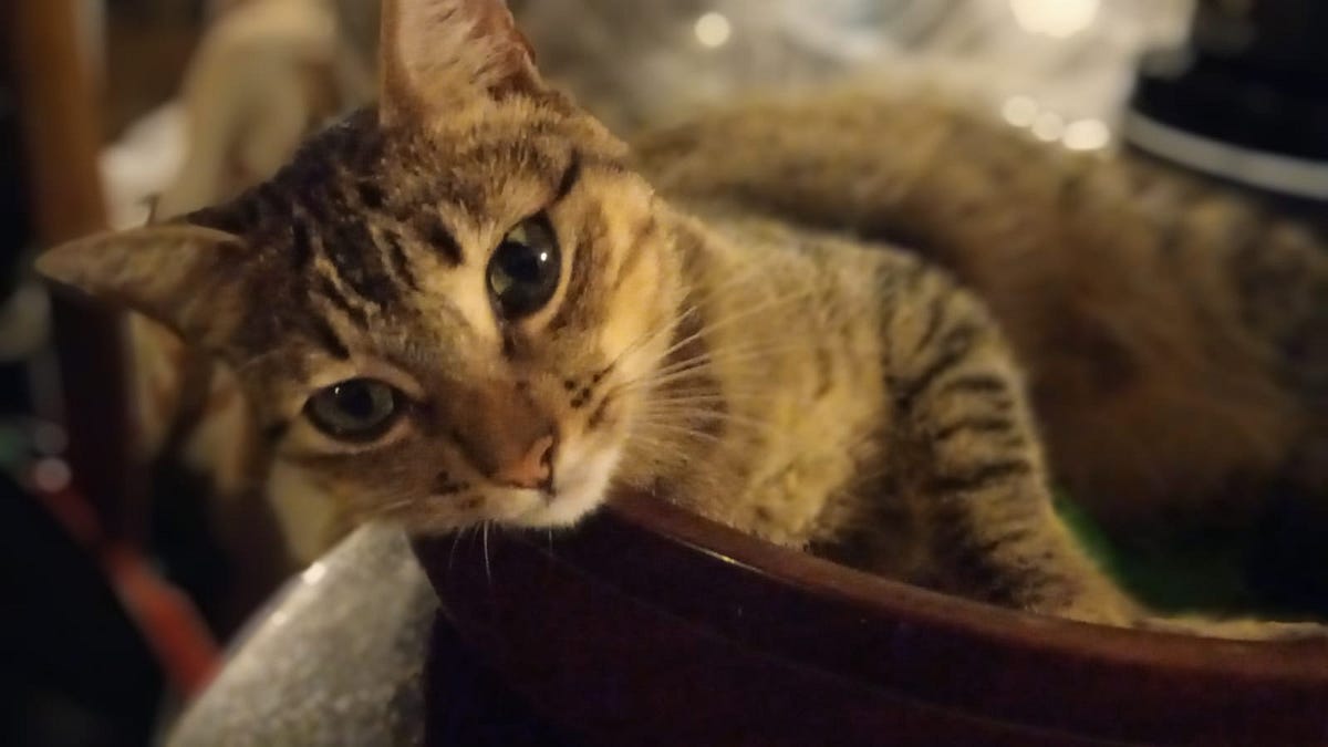 International Cat Day. A special day to live all year long by