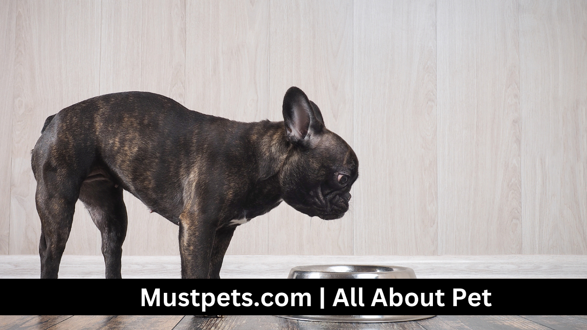 Understanding Farmers Dog Food Cost Is It a BudgetFriendly Choice