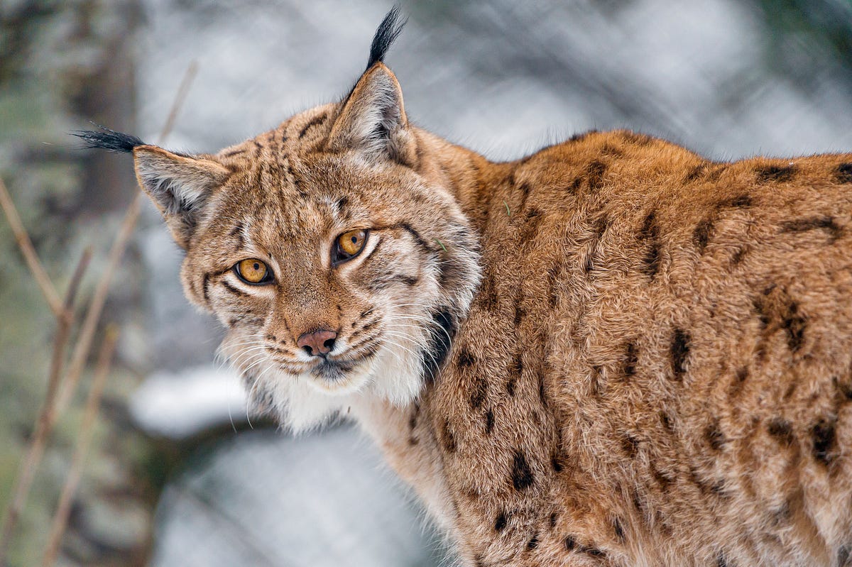 The Latest Karoo & Dashboard Updates by Caffery Garff Medium