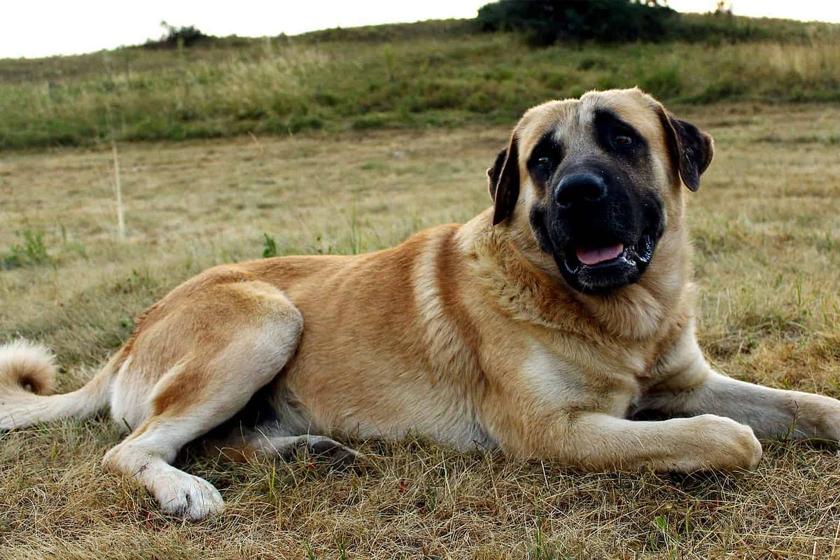 Kangal Dog Breed Information and Pictures? | by Official Pet Animals