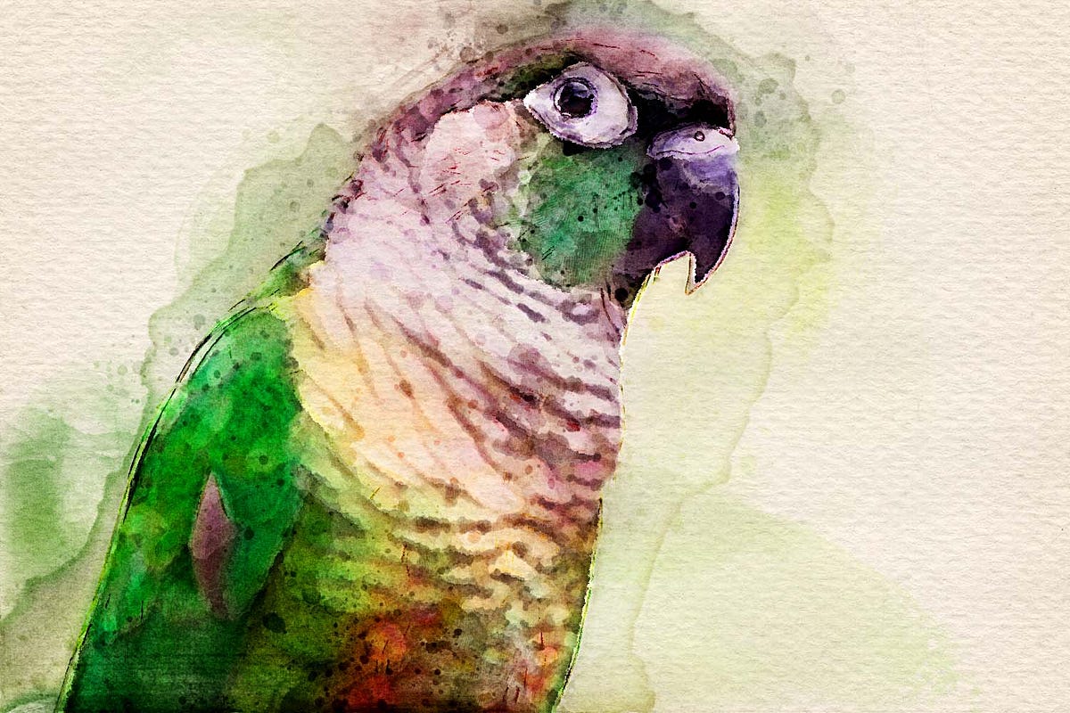 Why Parrots Are Not Good Pets. Medium