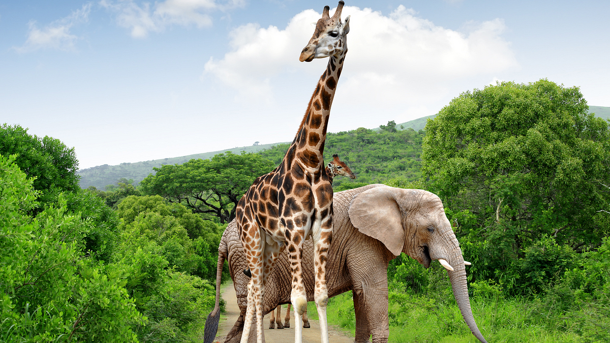 What a Giraffe and an Elephant Teach About Diversity, Equity, and ...