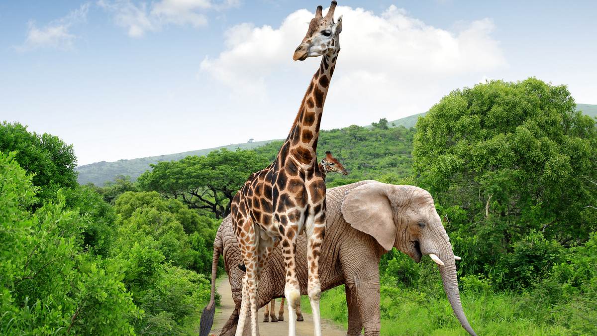 Incredible Collection Of Full 4K Giraffe Images Over 999 Astonishing 