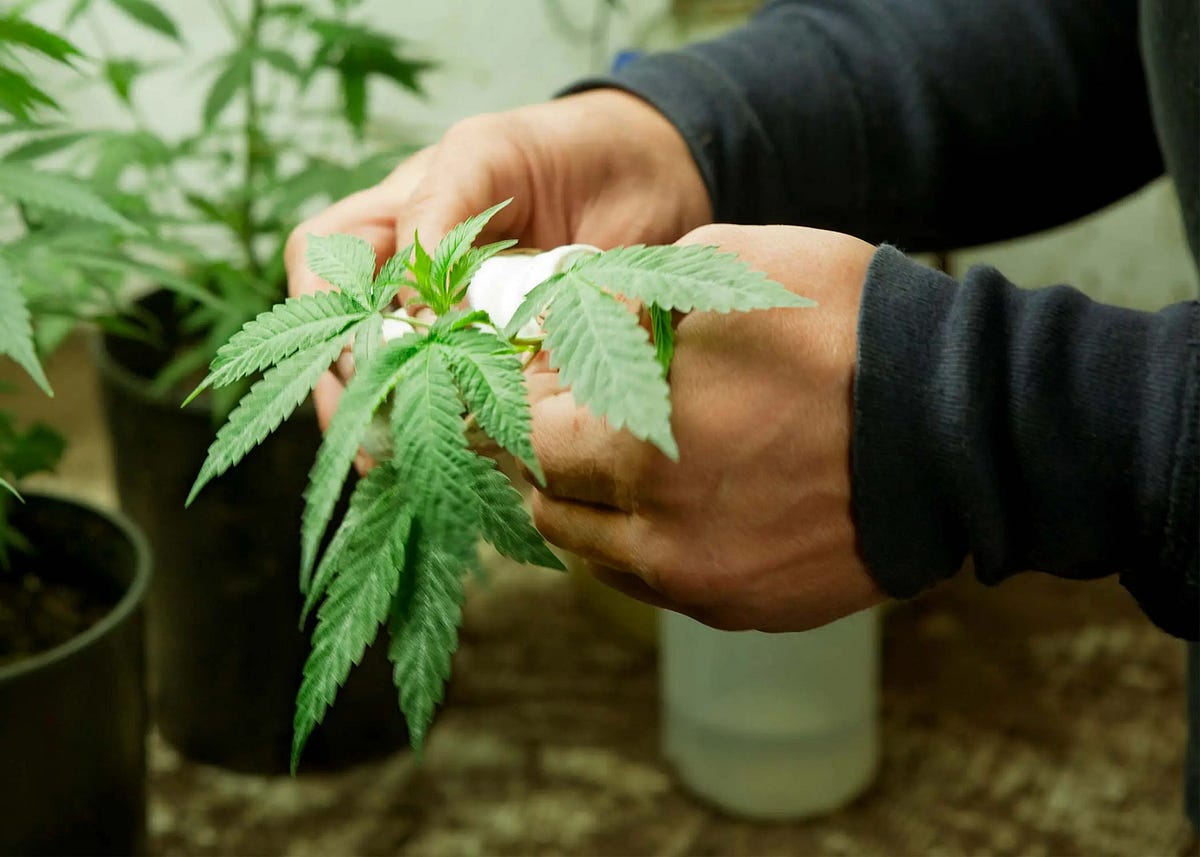 How Much Money Can You Make Off 12 Plants Better Understand To Benefit