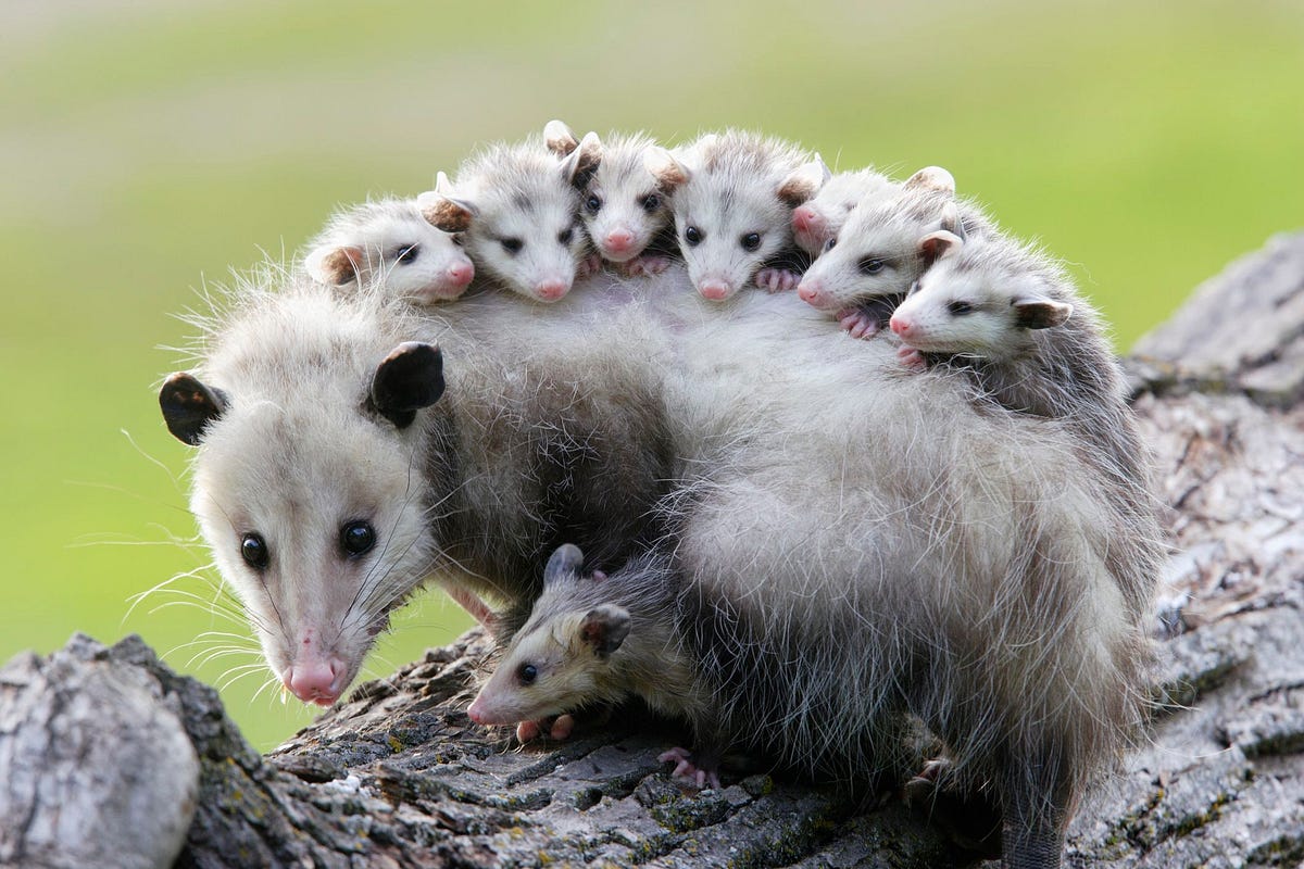 Great ways of Los Angeles opossum removal by Green Rodent Control