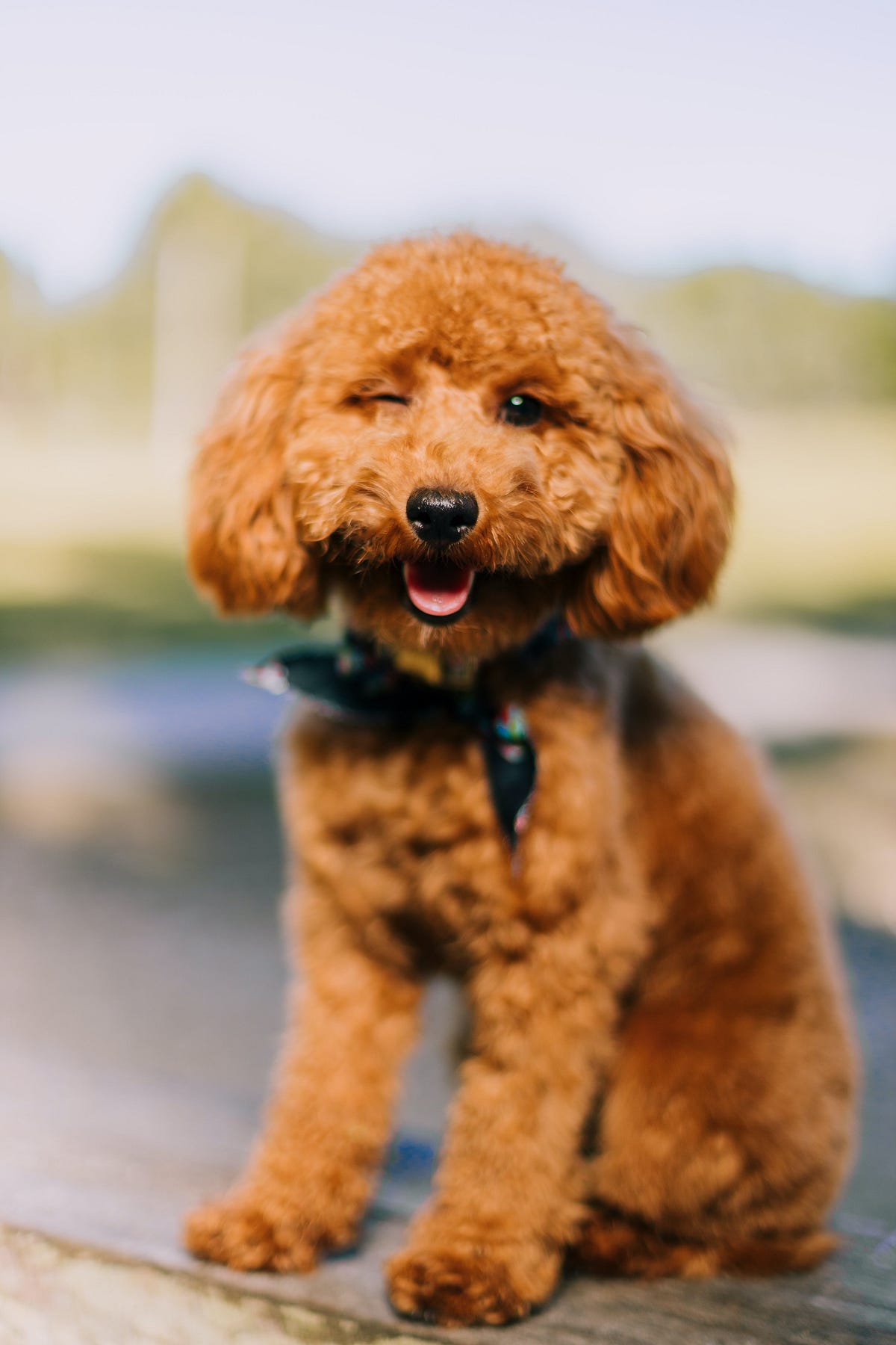 Effective Food Allergy Treatment for Dogs by Dogfoodbar Medium
