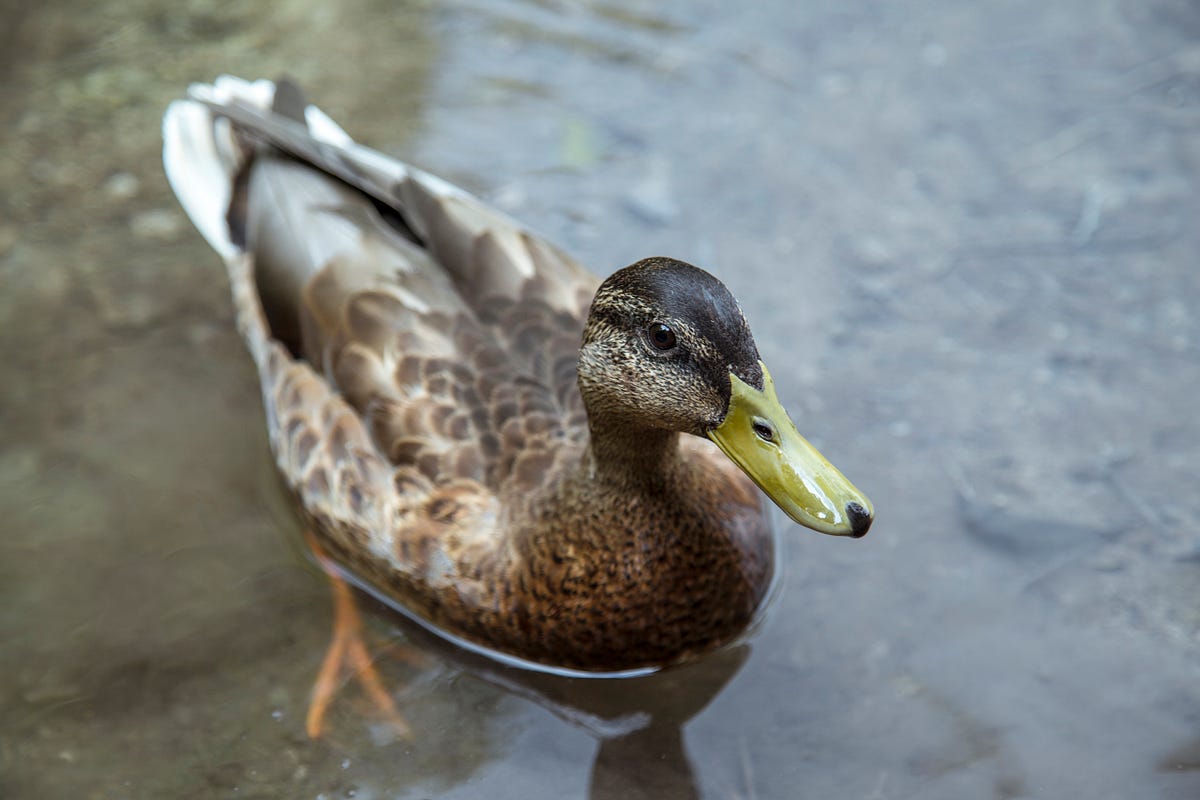 Rubber Duck Debugging The best way to debug your code that you’ve