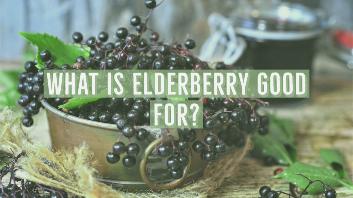 What is Elderberry Good for? Hallielynch Medium