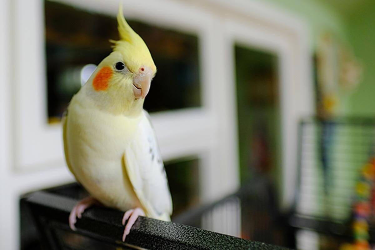 Sultan papağanlar hakkında genel bilgiler | by Altinkulucka | Medium
