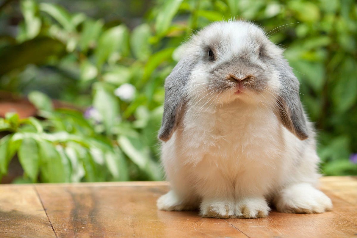 5 MOST ATTRACTIVE RABBIT BREEDS. 5 most attractive rabbit breeds by