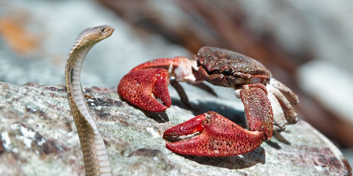 Python to Rust: Breaking Down 3 Big Obstacles | by Dennis Bakhuis ...