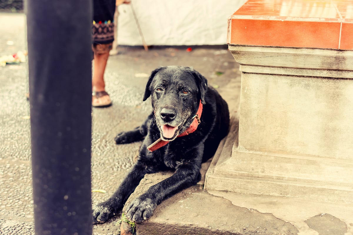 Signs of a Bad Dog Kennel. When you go away on a business trip or… by