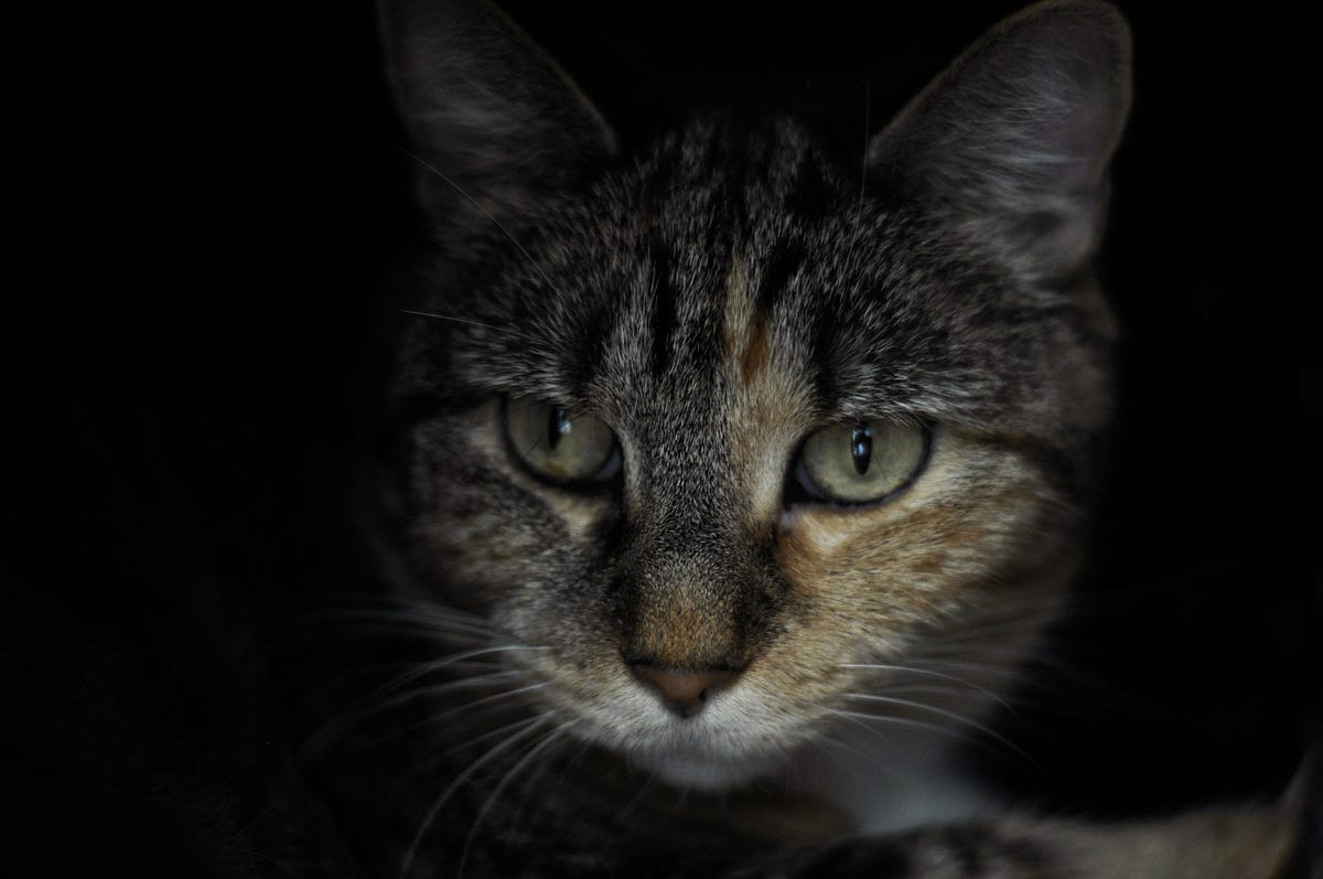 Cat Power. Russian State Duma adopts the bill on… | by Aleks Lokhmutov ...