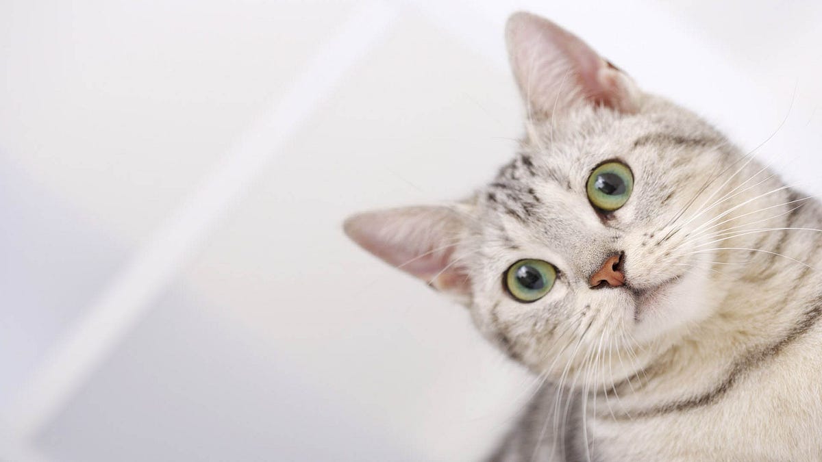 Why do cats suddenly start drooling? by Make Yourself Knowledgeable Medium