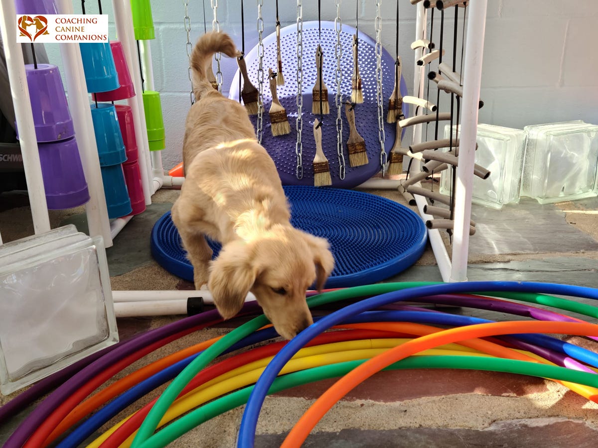 cultivate-canine-excellence-obedience-training-for-dogs-coaching