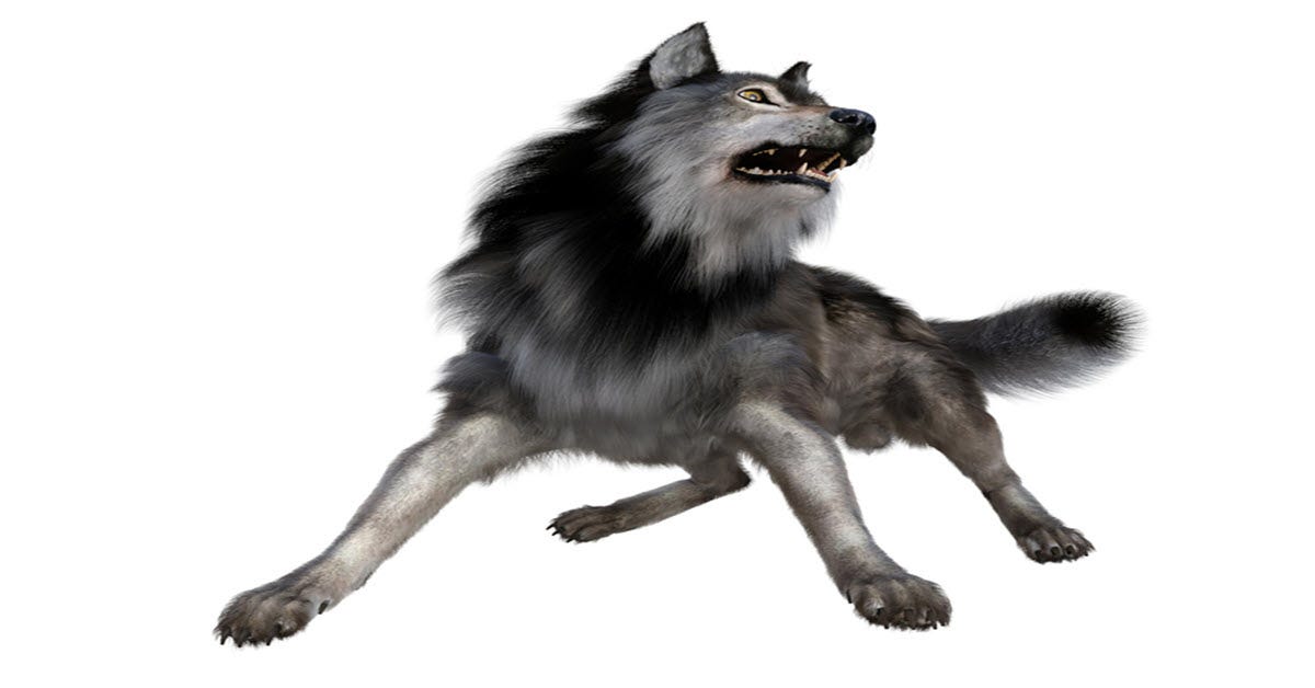 Dire Wolf Vs Wolf
