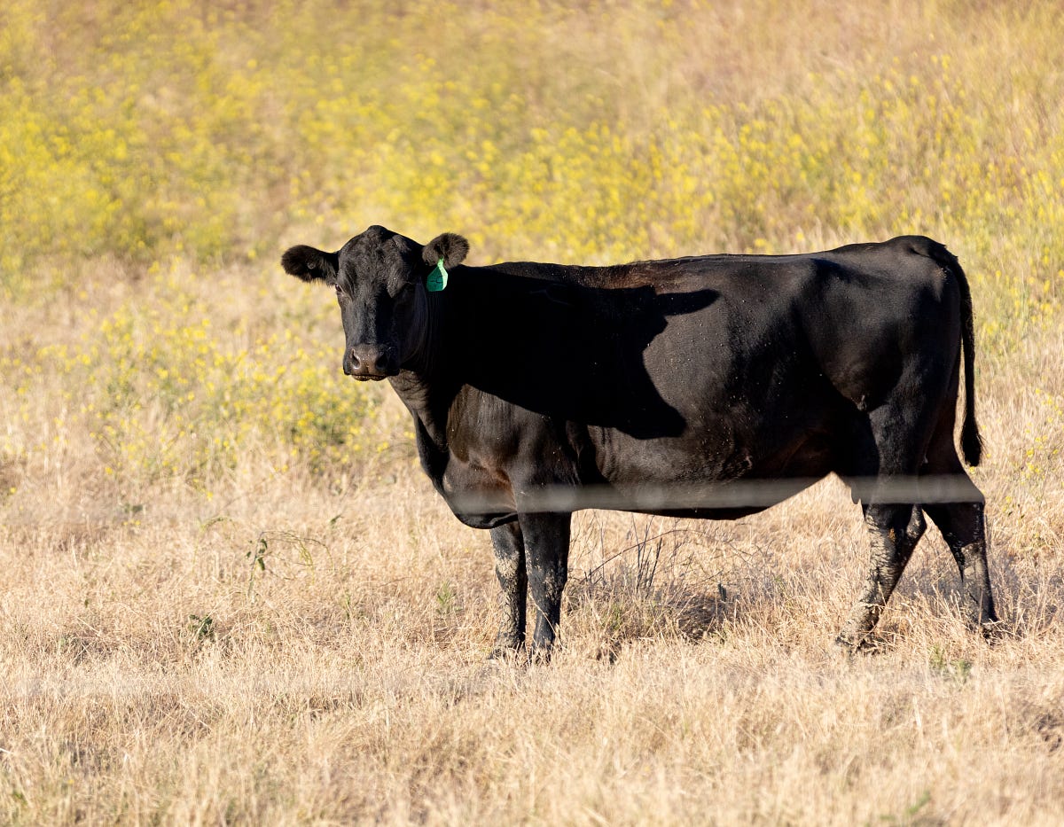 The Cow Essay I Wanted To Photograph Horses Like By Monomit The cow essay i wanted to photograph horses like by monomit