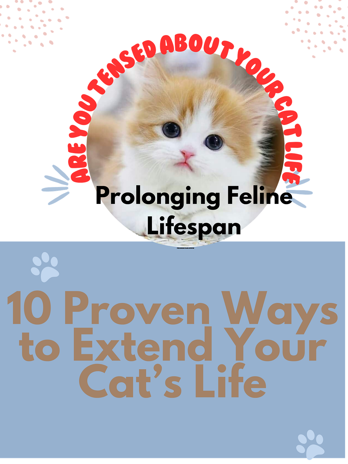 “Prolonging Feline Lifespan 10 Proven Ways to Extend Your Cat’s Life