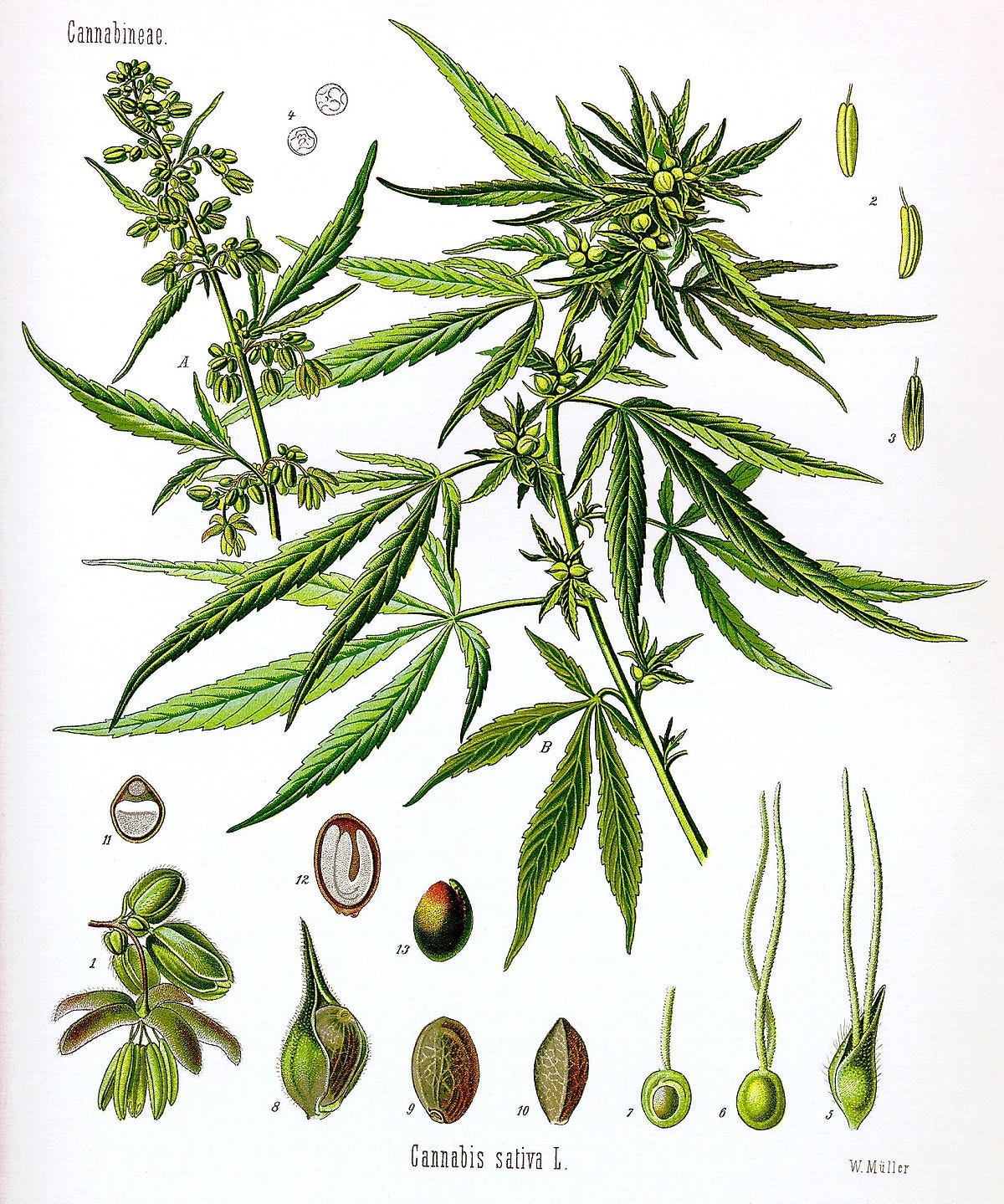 What to Look For When Buying Cannabis Seeds and What Are Its Benefits