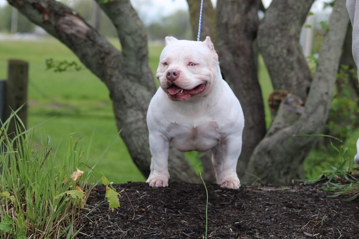 American Bully Dog Breed Information and Characteristics