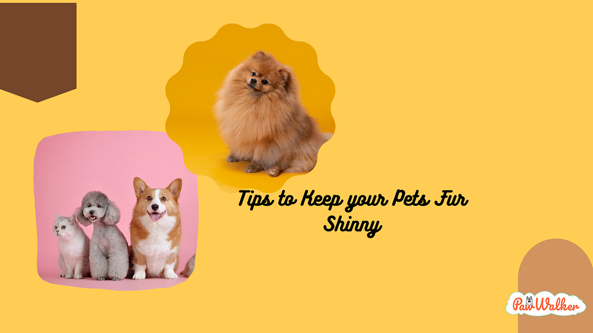 10 Simple Ways to Keep Your Pet’s Coat Shiny and Healthy by
