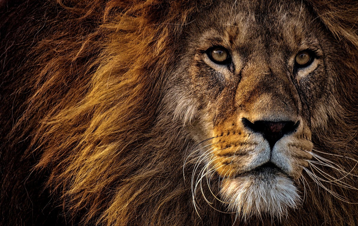 Neither Allegory Nor Lion: Aslan and the Chronicles of Narnia