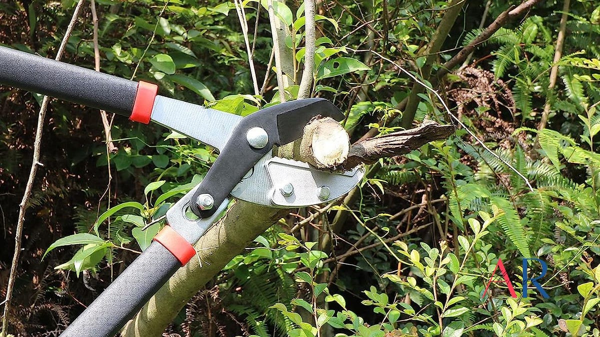 How to Get Rid of Pricker Bushes A StepbyStep Guide by johnson