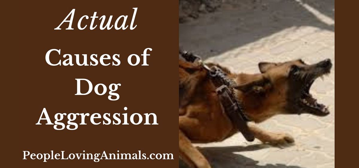 6 Common Types of Aggressive Dog Behavior by Debra Medium