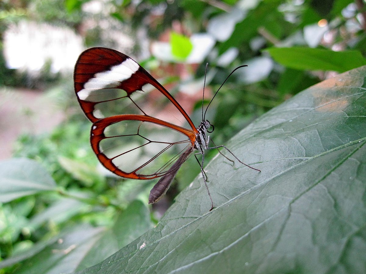 How glasswing butterflies make their wings transparent