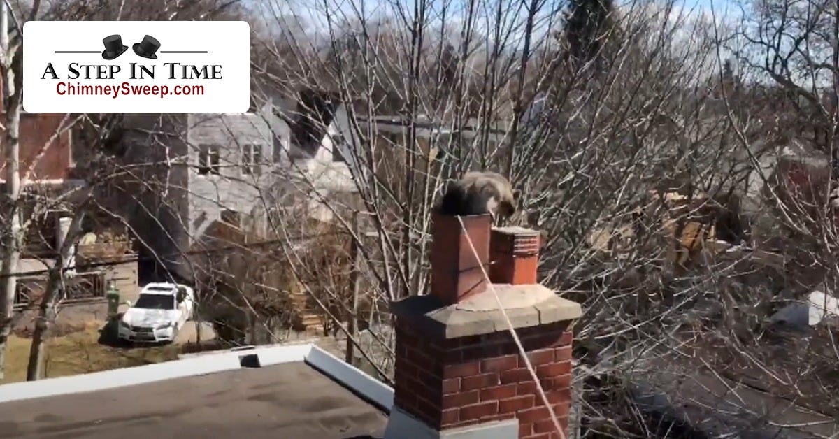 A Complete Guide to Safe Animal Removal from Your Chimney by A Step in Time Chimney Sweeps