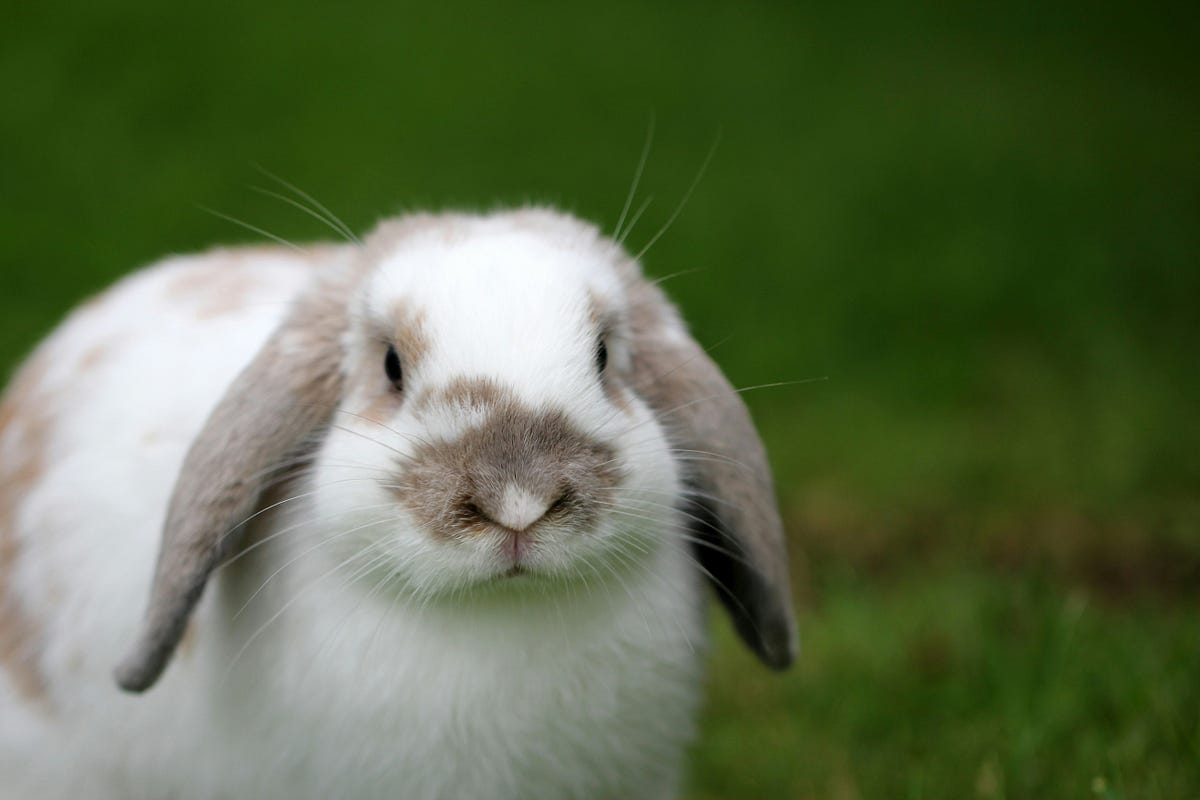 Daniel in the Rabbit’s Den. Hard life? Good for you | by Joel Everhart ...