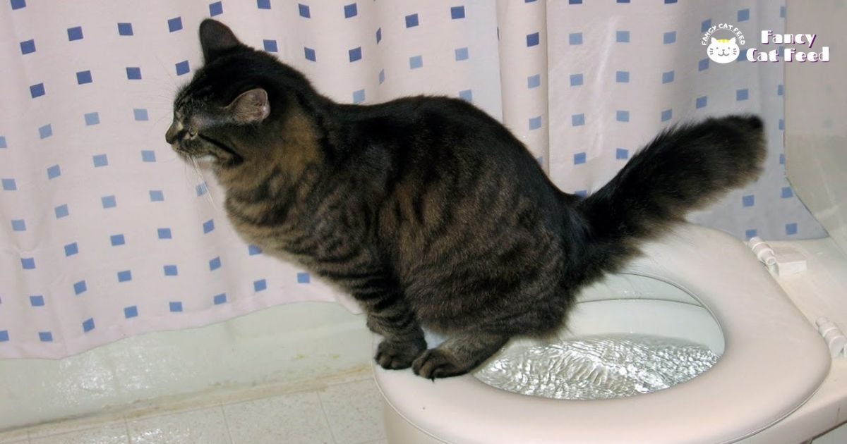 Why Is My Cats Pee Foamy?. Foamy cat pee may indicate issues like… by