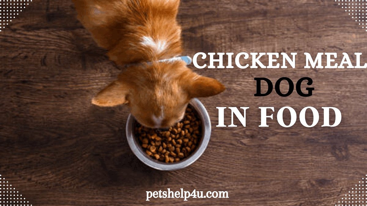 What is Chicken Meal in Dog Food? by Petshelp4u Medium