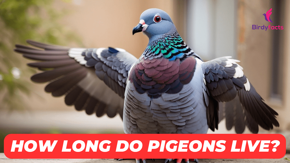 How Long Do Pigeons Live? Birdyfacts Medium