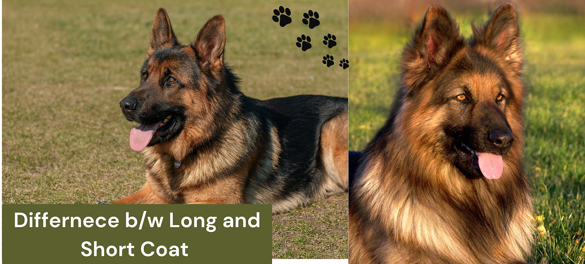“German shepherd long coat vs short coat” Which German Shepherd Is