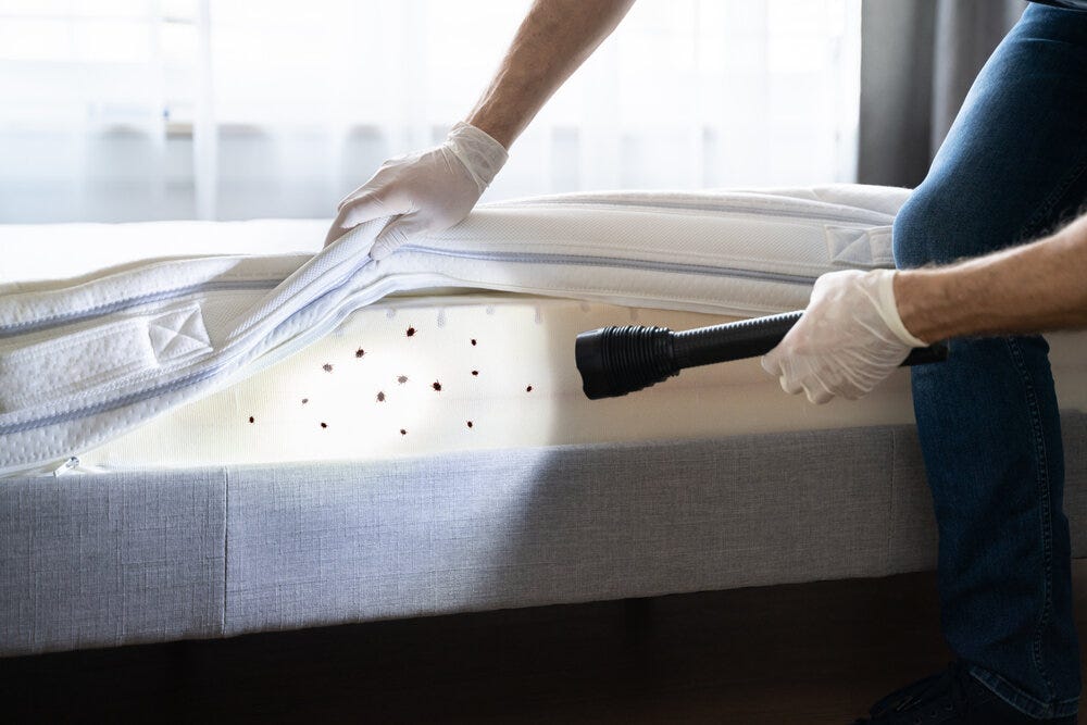 What Can You Expect From A Professional Bed Bug Inspection? | by GotchA! Bed  Bug Inspectors | Medium