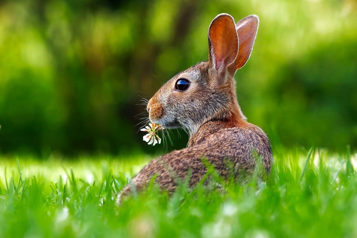 What Do Pet Rabbits Eat and Other Important Facts About Their Diet by