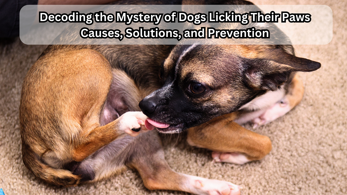 Understanding Why Your Dog Keeps Licking Their Paw by Half Baked