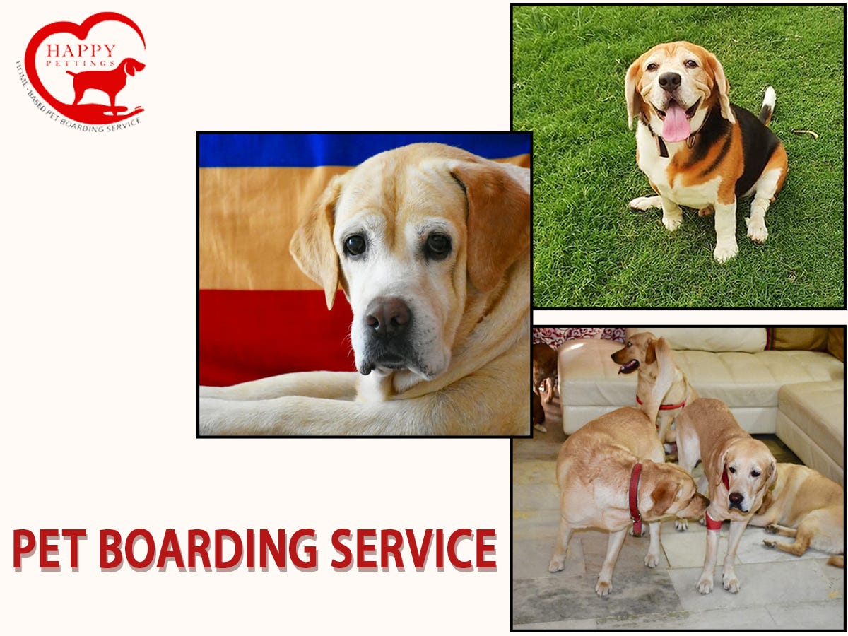 What makes pet boarding centers so popular? by Happy Pettings Medium