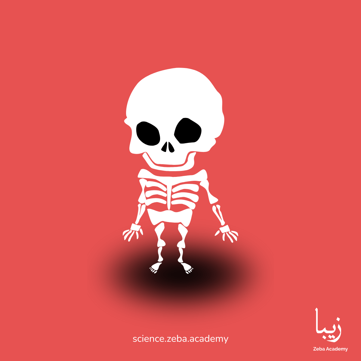 Growing Bones: The Inside Story of Your Skeleton | by Zeba Academy ...