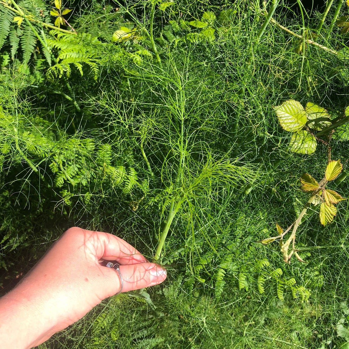 Wild fennel. How to identify, gather and eat this… by Sophie Essex Medium