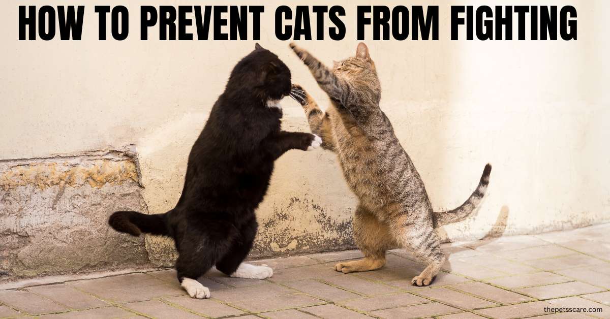 How to Prevent Cats from Fighting by Fit Traveller Feb, 2024 Medium