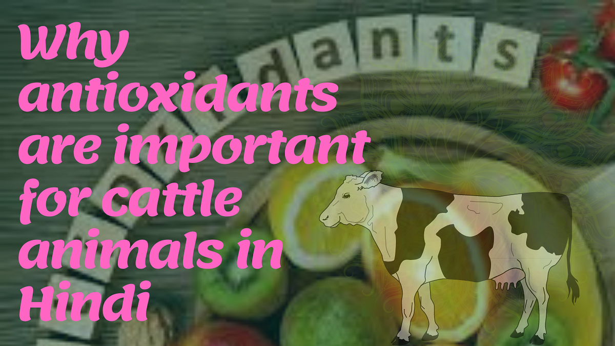 Why antioxidants are important for cattle animals in Hindi by Niceway