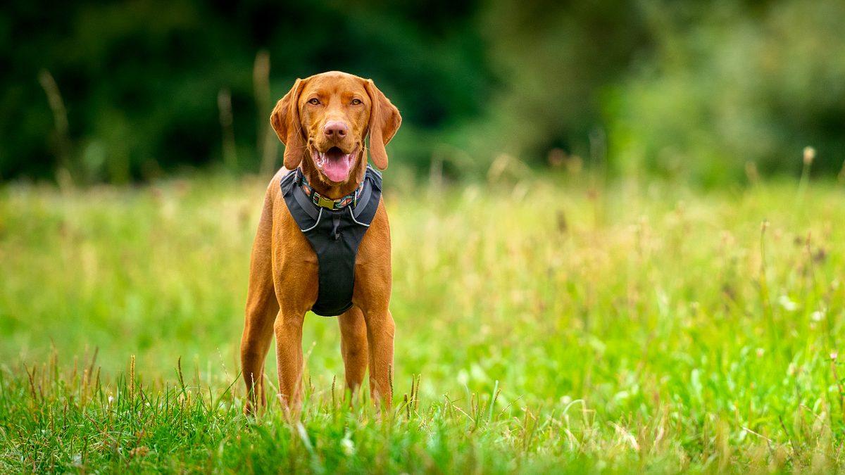 Is it better to walk a dog with a lead or harness? by Pet Guiders