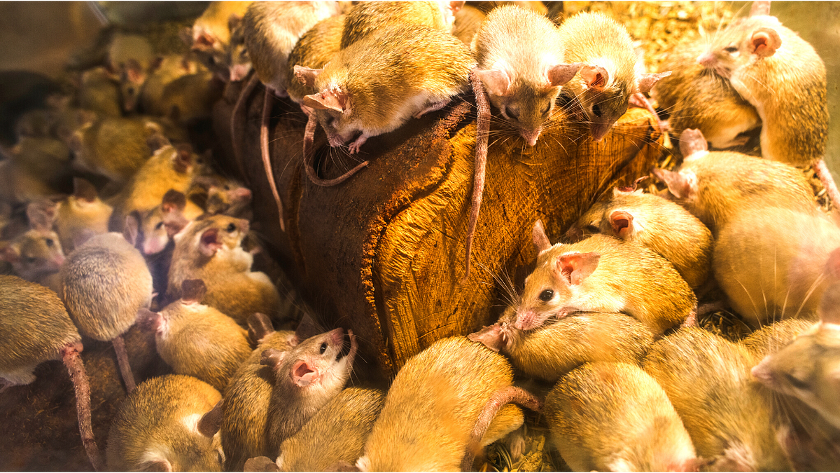 How To Get Rid of Mice in Basement by Ms Heather Whitney Medium