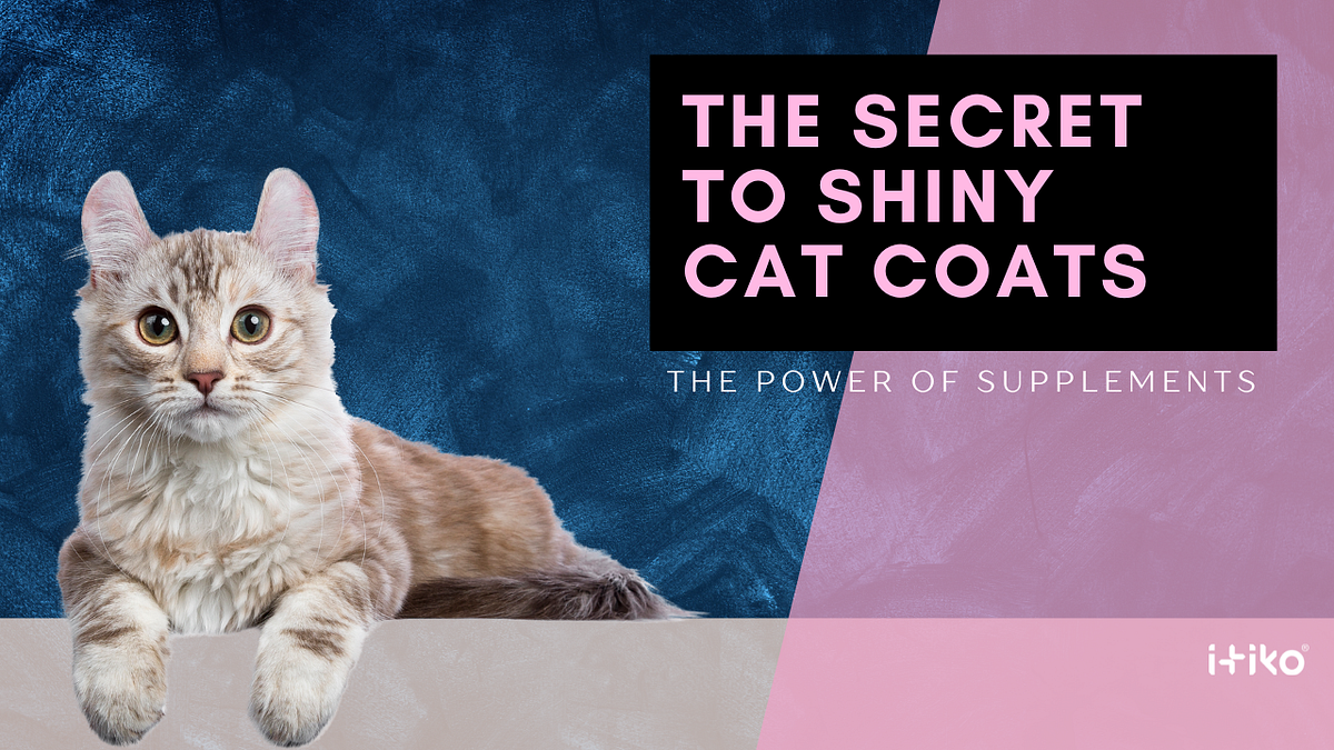 The Secret to Shiny Cat Coats The Power of Supplements by Itiko