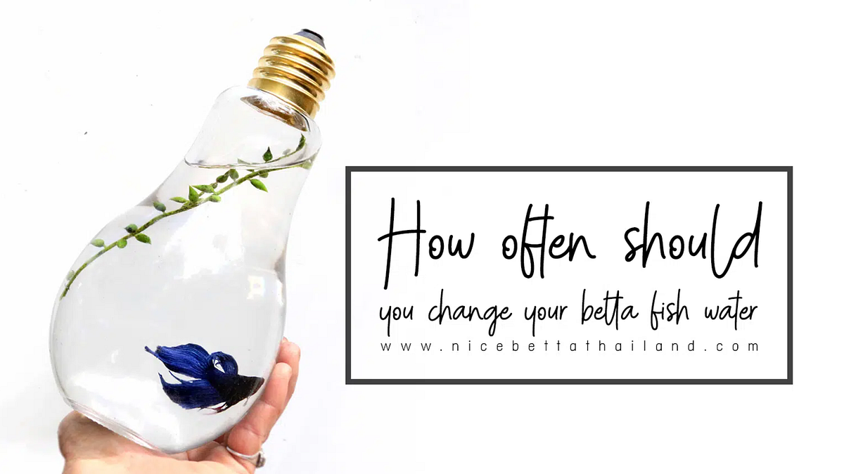 How often should you change betta fish water. Nice Betta Thailand