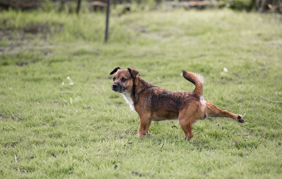 Weird things about dogs 3. You may have wondered why dogs scrape… by Corinne Masur Medium