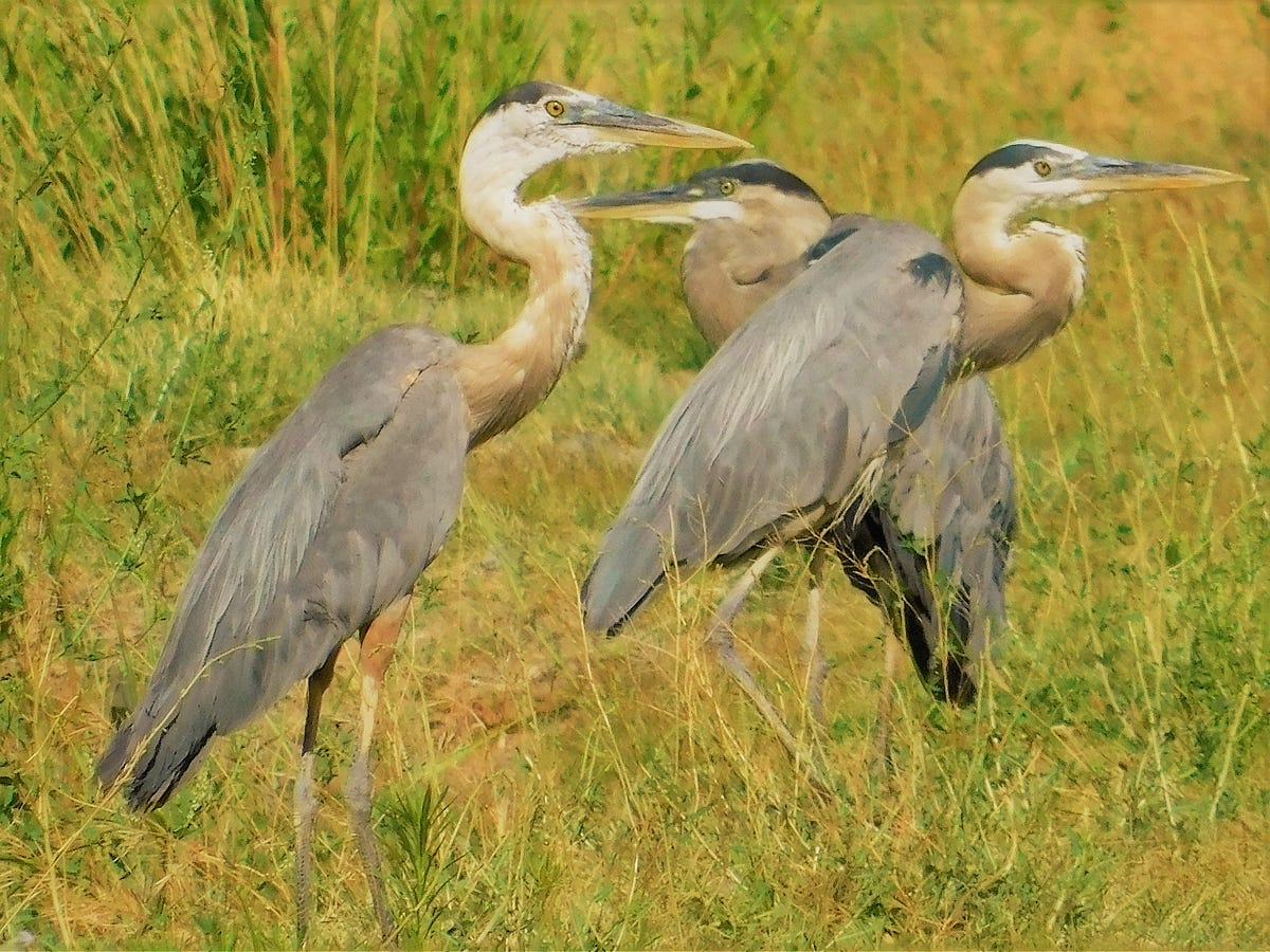 Great Blue Herons They Are Among Natures Most Beautiful By Gary