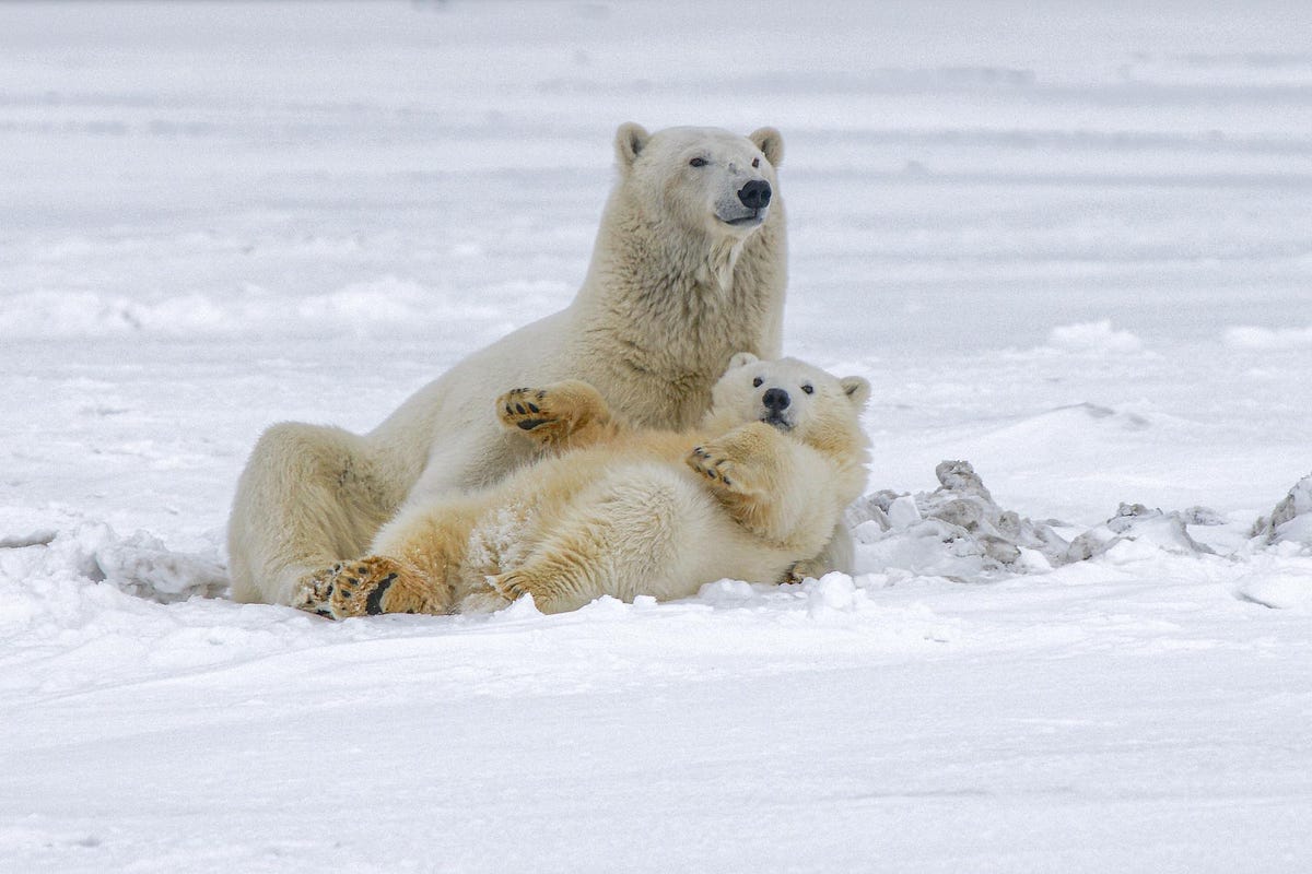 What color is a polar bear’s skin? - Hawkeye Bird & Animal Control - Medium